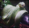 our regal Niaren , posing
