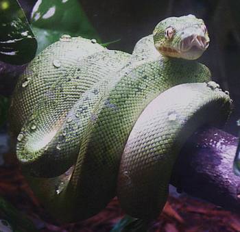 our regal Niaren , posing