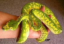 Sabuku, May 2005