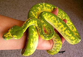 Sabuku, May 2005