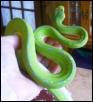 Full body dorsal view of Jaya