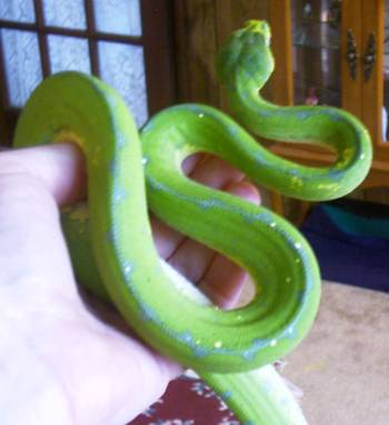 Full body dorsal view of Jaya