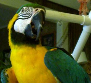 Sweet Sam, Blue and Gold Macaw