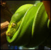 Jaya, looking thoughtful