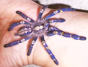 Aurora, P. metalica