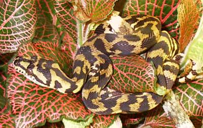 full-body shot of Amali in his cage