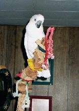 Chloe, Umbrella Cockatoo, on the playgym
