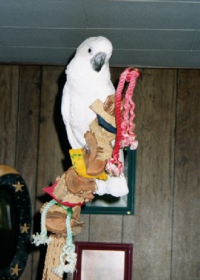 Chloe, Umbrella Cockatoo, on the playgym