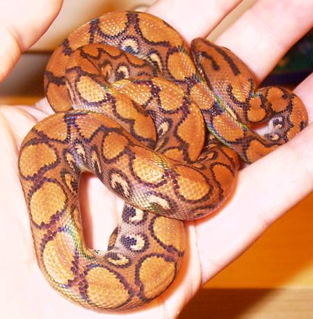 Xingu, freshly shed