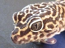 penolepe