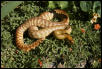 Breeder Male Woma #3