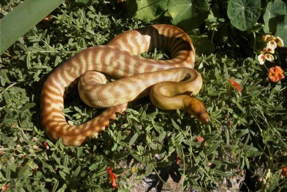 Breeder Male Woma #3