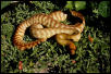 Breeder Male Woma #3