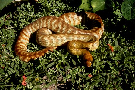 Breeder Male Woma #3