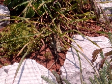 Critter hiding