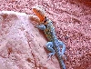 Eastern Collared Lizard