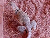 Eastern Collared Lizard