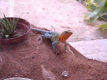 Collared Lizard