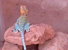 Collared Lizard