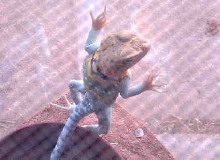 Collared Lizard
