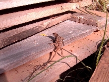Eastern Fence Lizard