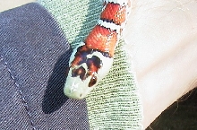 tarahumara mtn. kingsnake