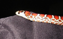 tarahumara mtn. kingsnake