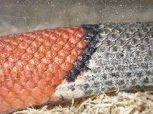 bony growths on alterna's scales