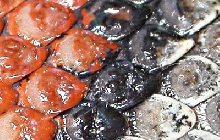 close up of growths on alterna's scales