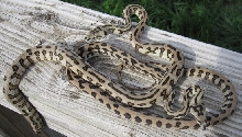 Psychotic Exotics jags