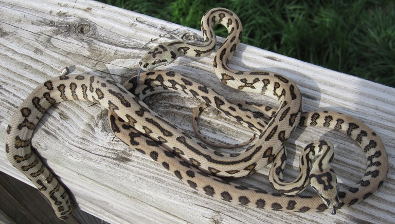 Psychotic Exotics jags