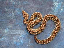 male reduced 5