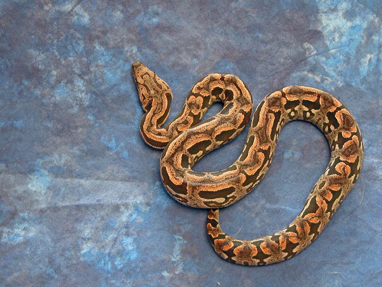 male reduced 5