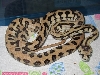physchotic exotics jag female