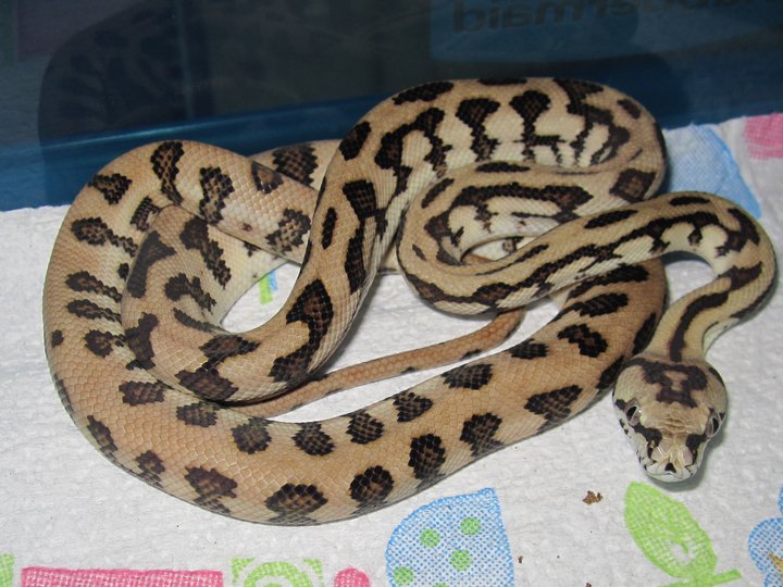 physchotic exotics jag female
