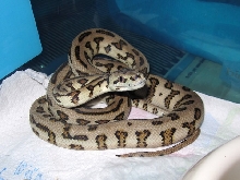 physchotic exotics jag male