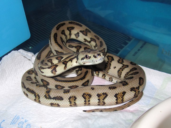 physchotic exotics jag male