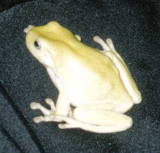 Whites tree frog
