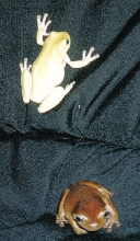 2 whites
