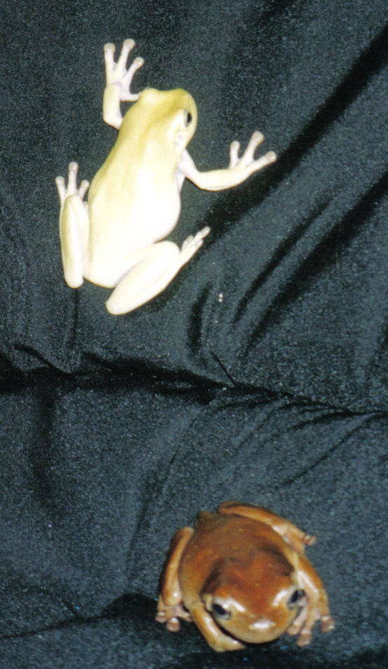 2 whites