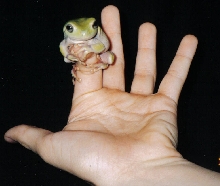 Finger Clinger