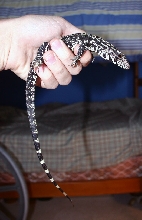 My new arg. B&W tegu