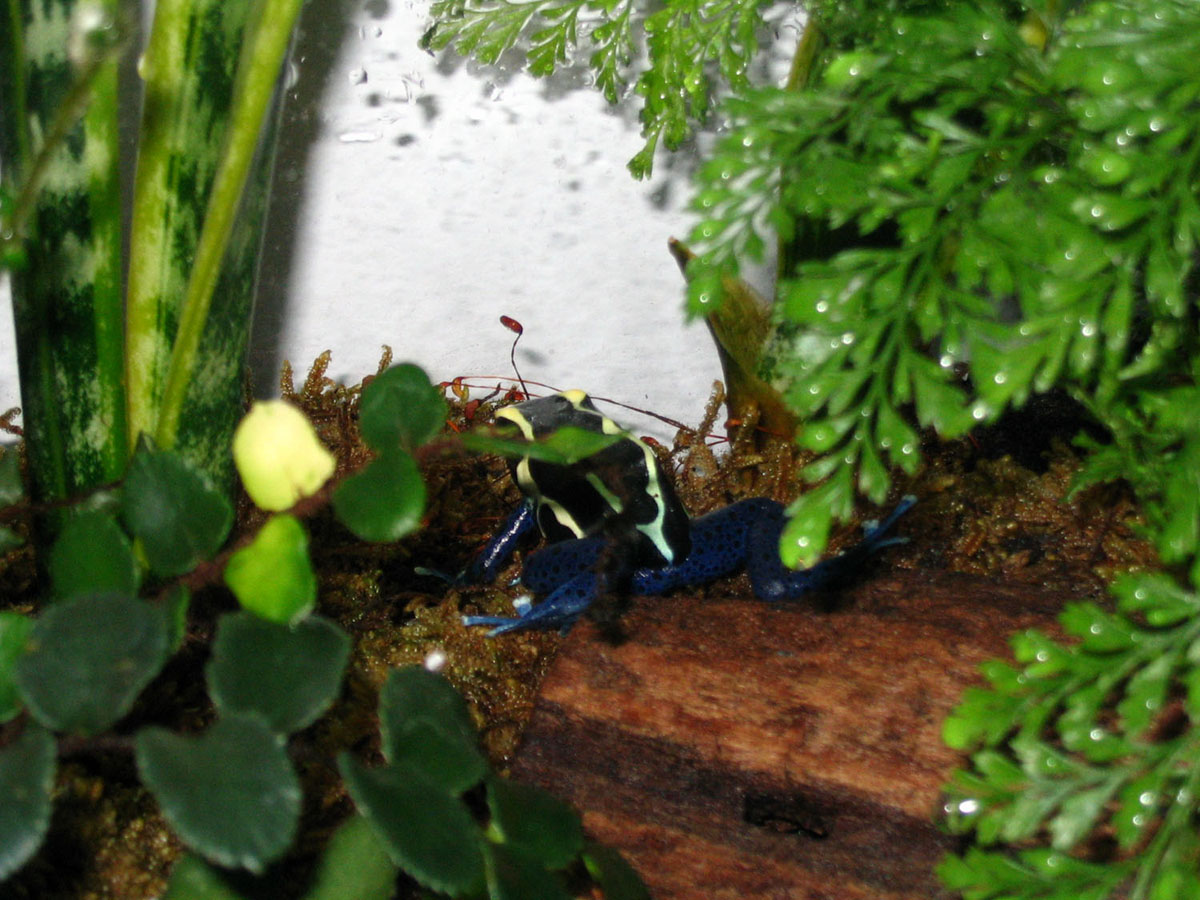 my new frog