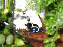new frog