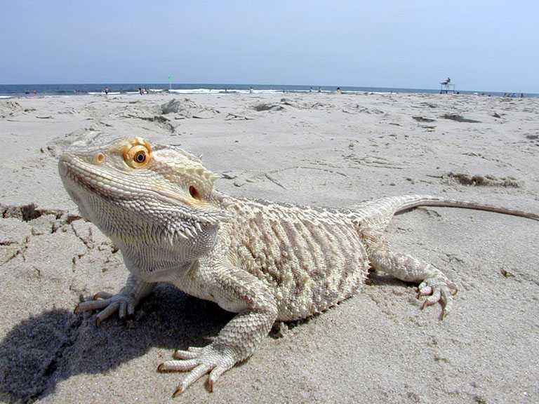 Summer Vacation at the Shore