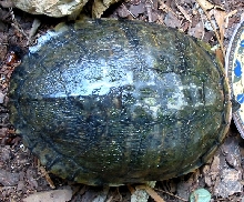 JessCarapace