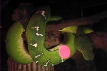 my new male ETB