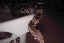 coke my red tail 4 year old boa