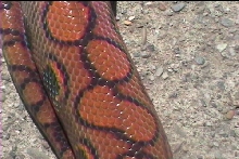 Skittles my brazilian rainbow boa side view