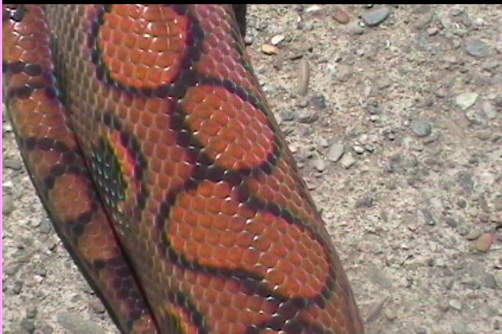 Skittles my brazilian rainbow boa side view